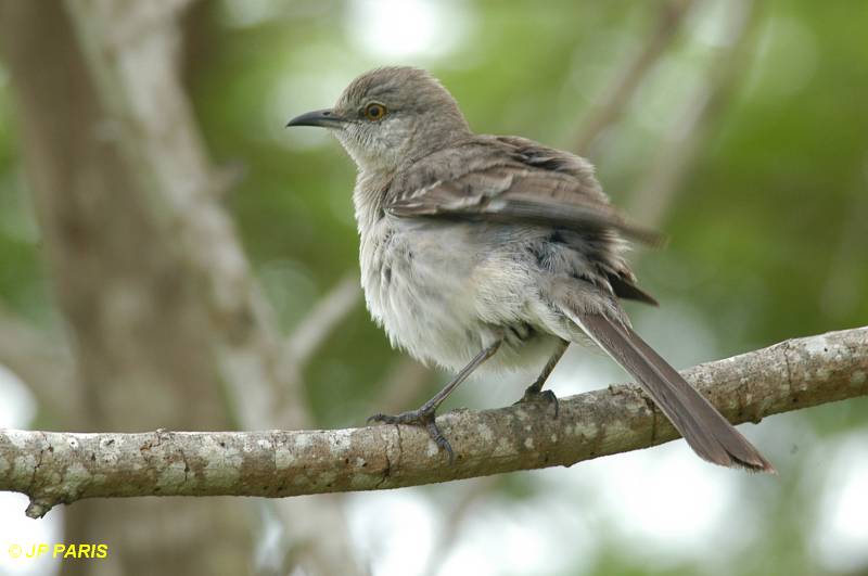 Mimus polyglottos
